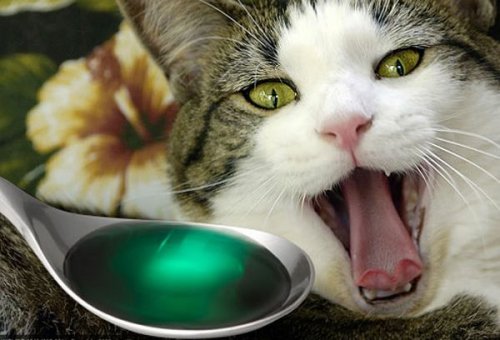 การป้อนยาเม็ดแมว